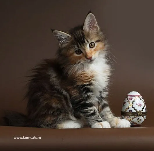 Please welcome Nicole the cat!